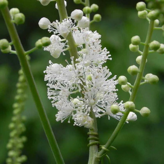 Black Cohosh