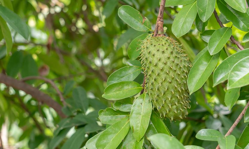 Soursop Leaf