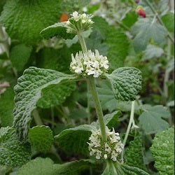 Horehound