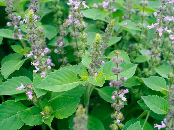 Sacred Basil