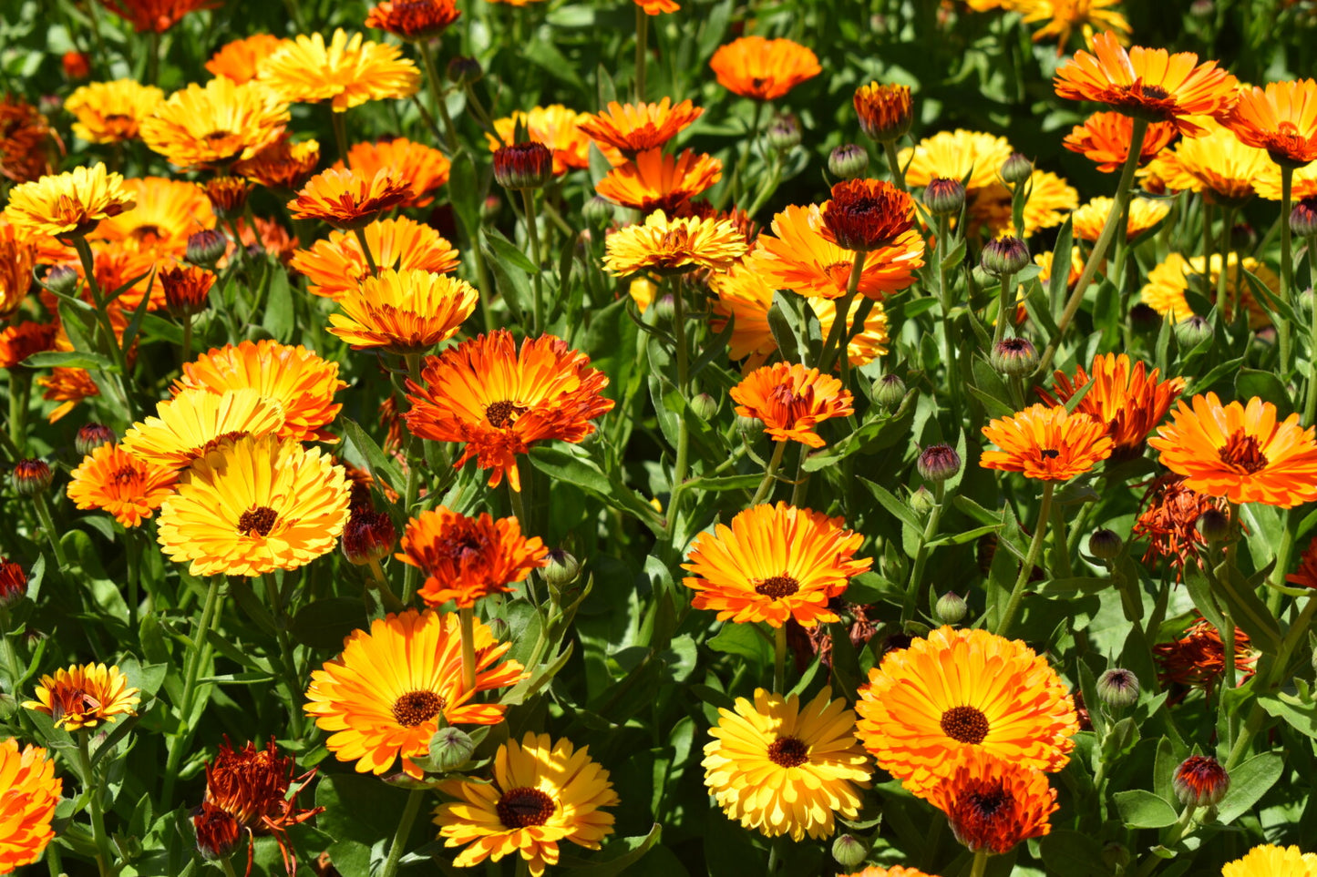 Calendula