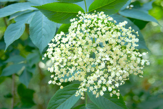 Elder Flower