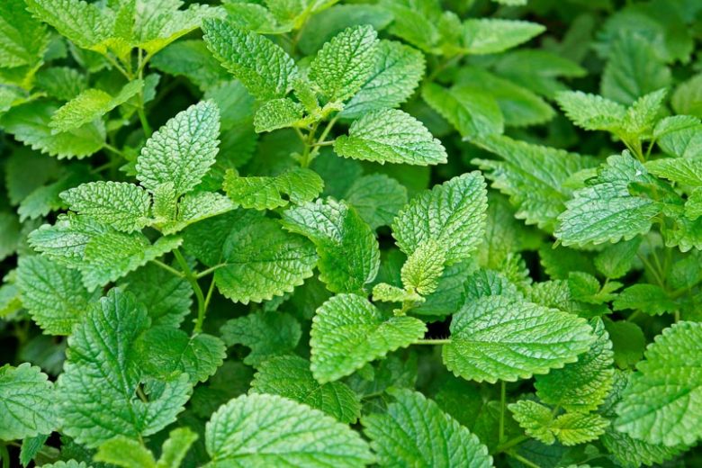 Lemon Balm