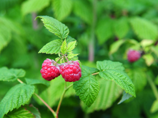 Red Rasberry