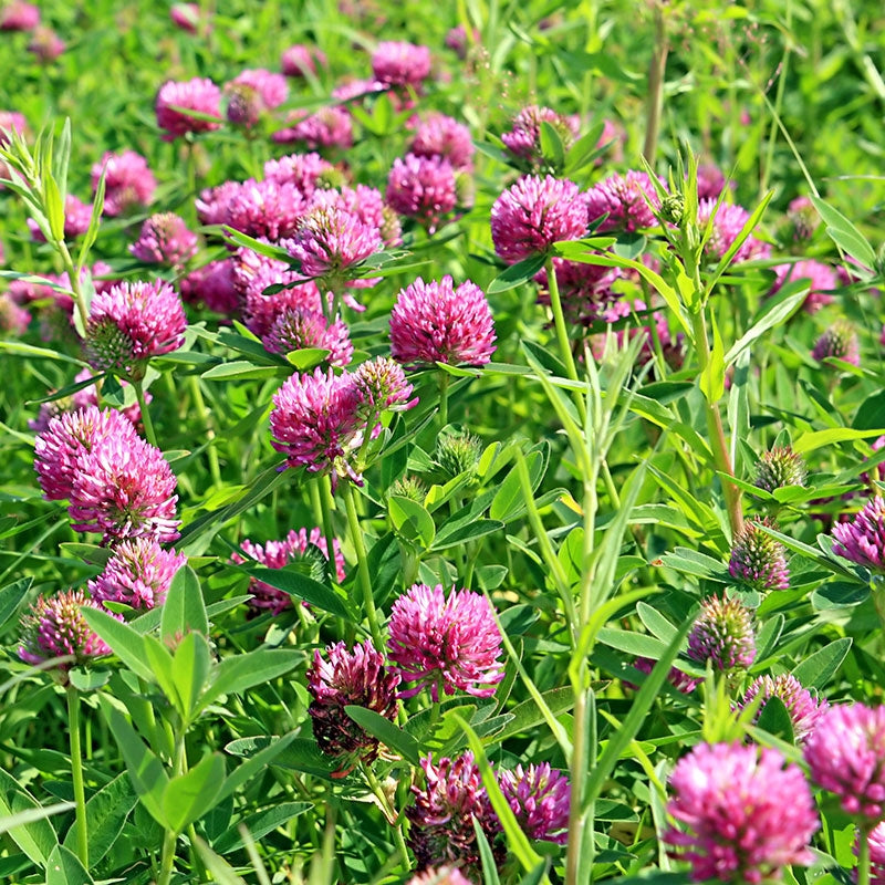 Red Clover