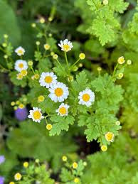 Feverfew