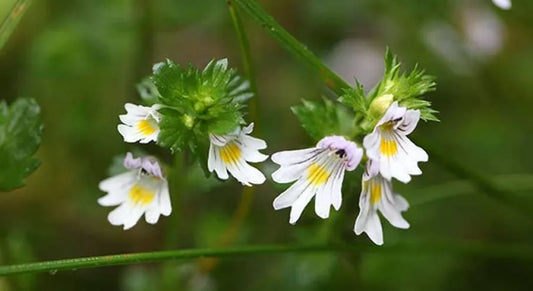 Eyebright