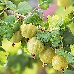 Amla Berry (Indian Gooseberry)